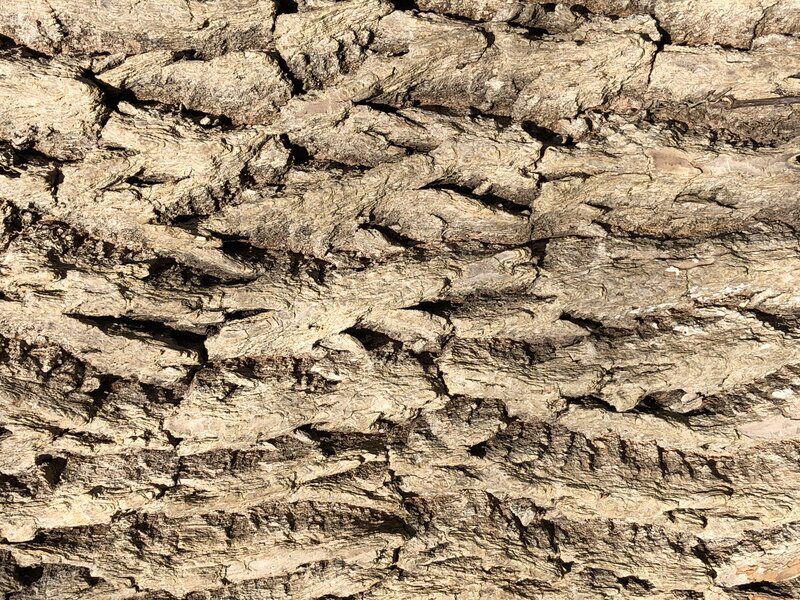 English:  Green Ash bark along Terrace Boulevard in the Parkway Village section of Ewing Township, Mercer County, New Jersey