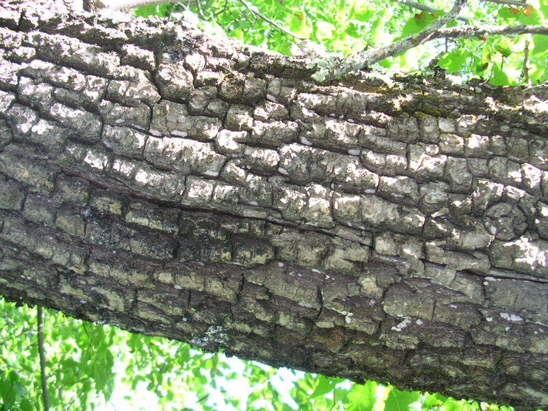 Fraxinus pennylvanica 1