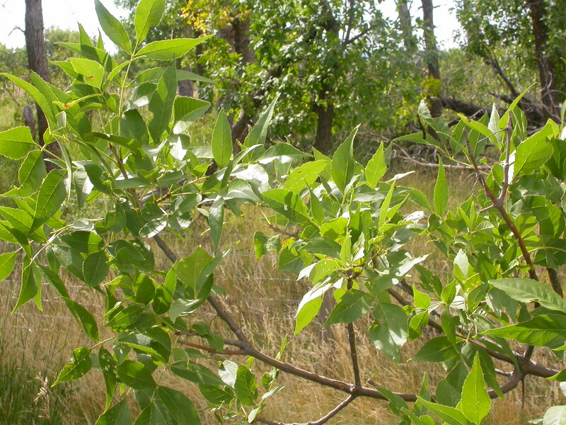 The opposited compound leaves with leaflets having uniformly serrate margins is characteristic of Fraxinus species.