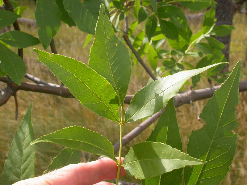 The opposited compound leaves with leaflets having uniformly serrate margins is characteristic of Fraxinus species.