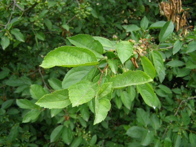 Wild Crabapple (Malus coronaria) trunk and bark at Cane Ridge, Kentucky