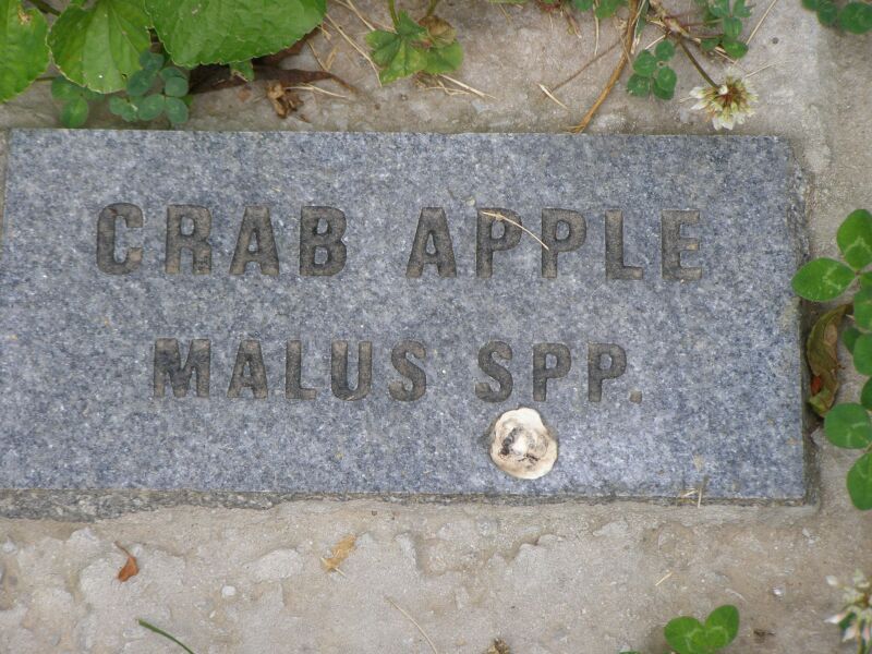 Wild Crabapple (Malus coronaria) foliage at Cane Ridge, Kentucky