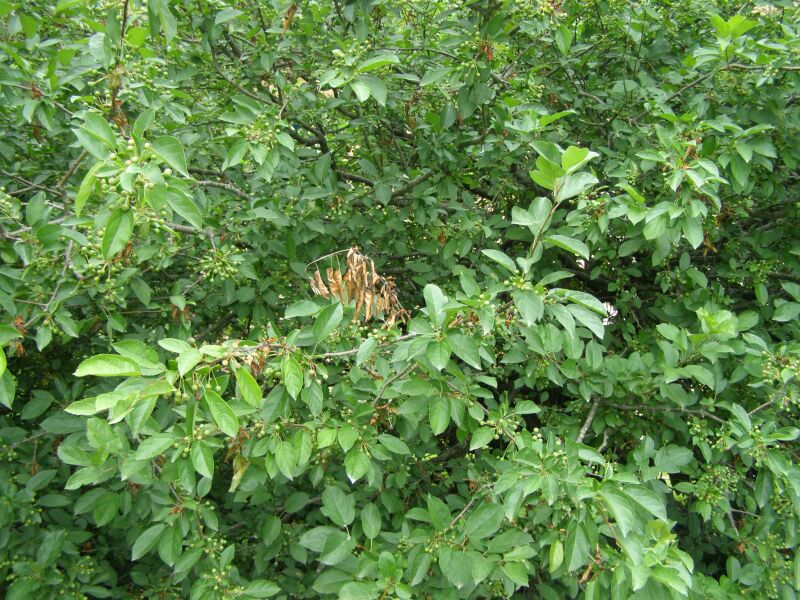 Wild Crabapple (Malus coronaria) leaves at Cane Ridge, Kentucky