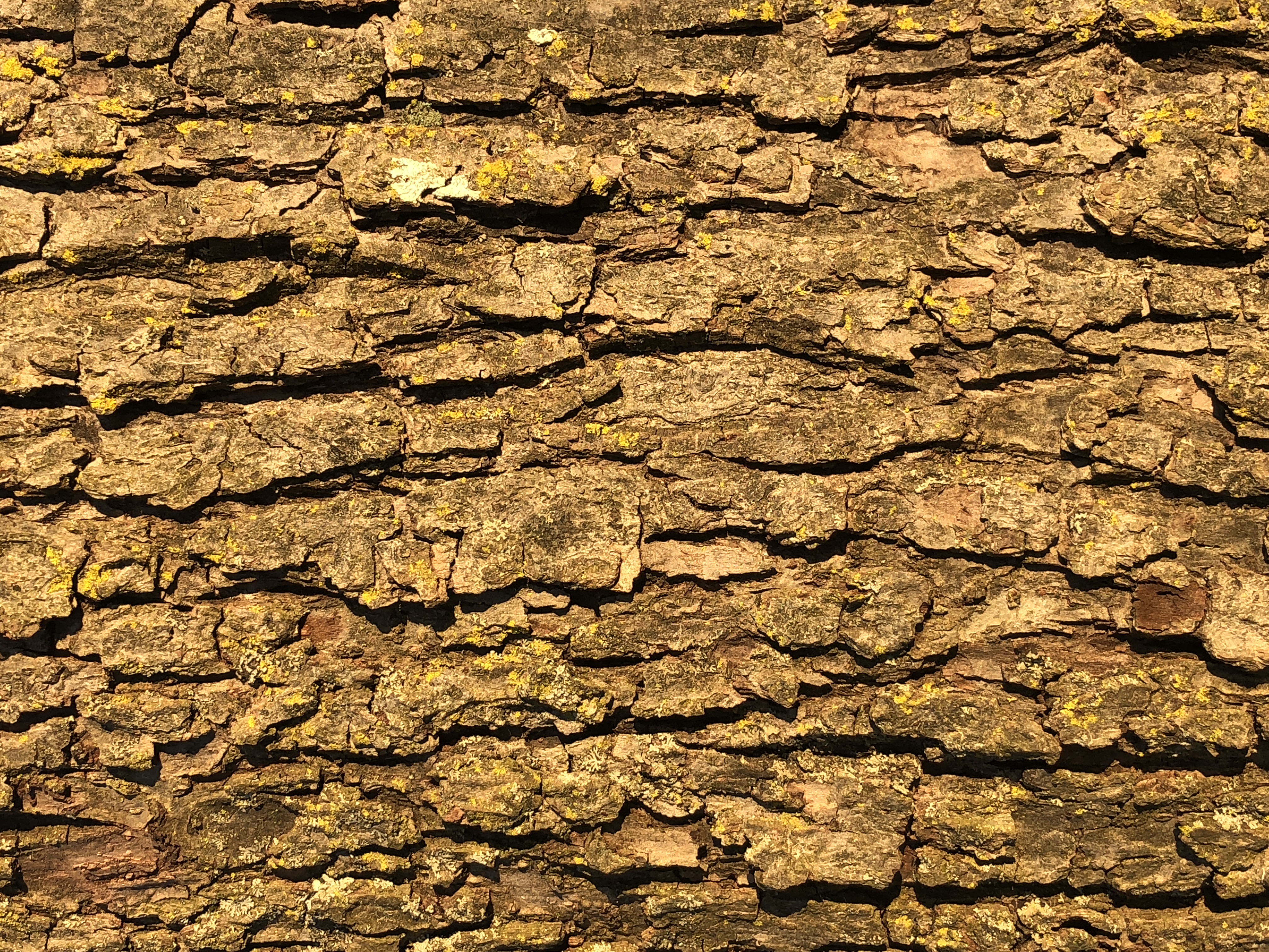 Crabapple bark (Malus)