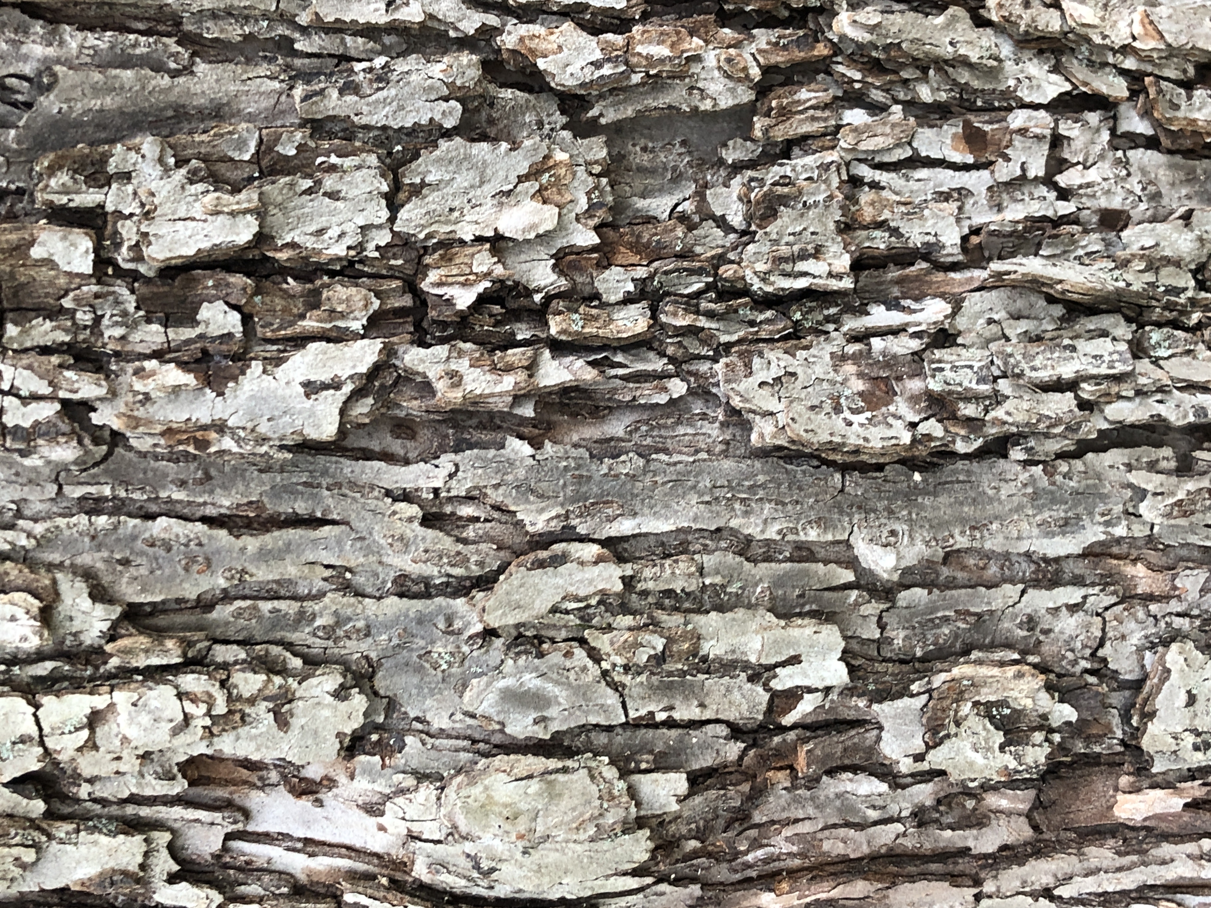 Crabapple bark (Malus)
