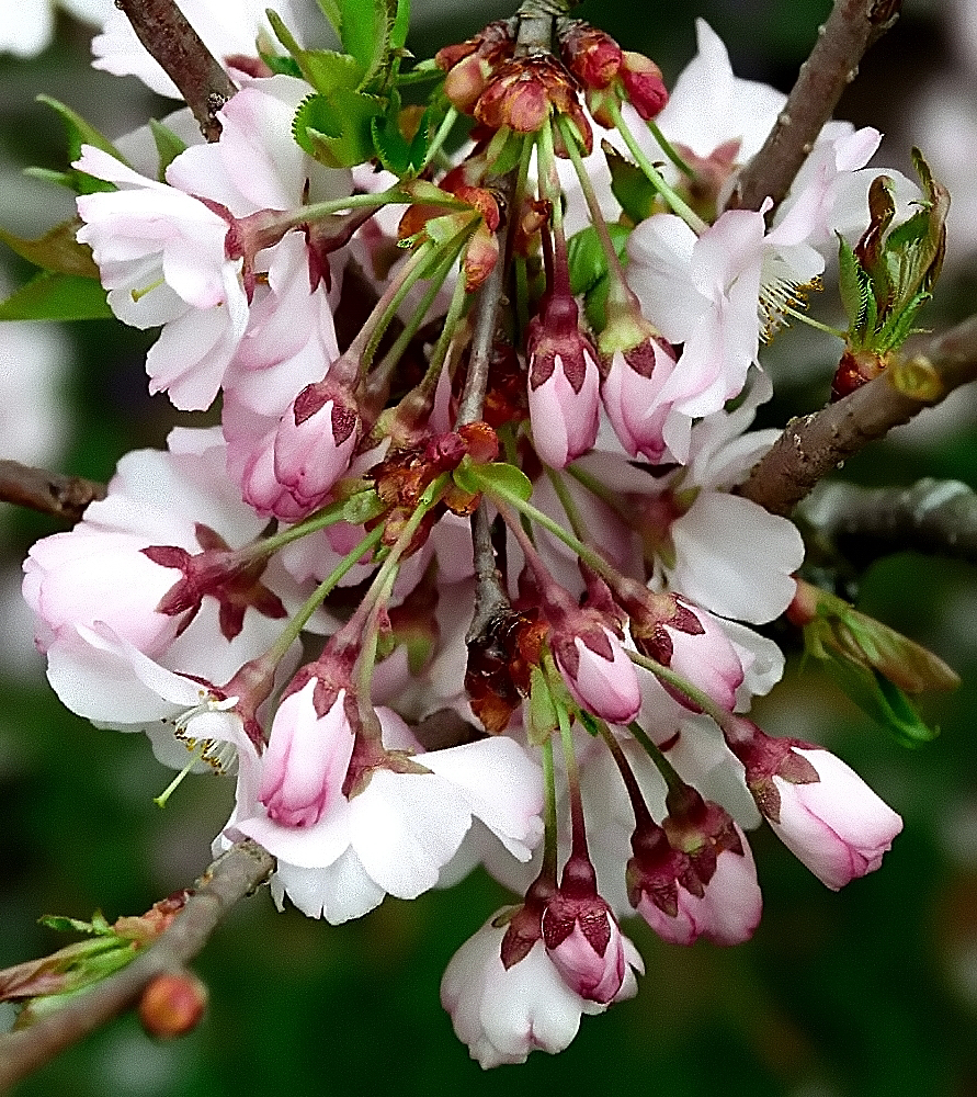 Flowering Crabapple (Malus)