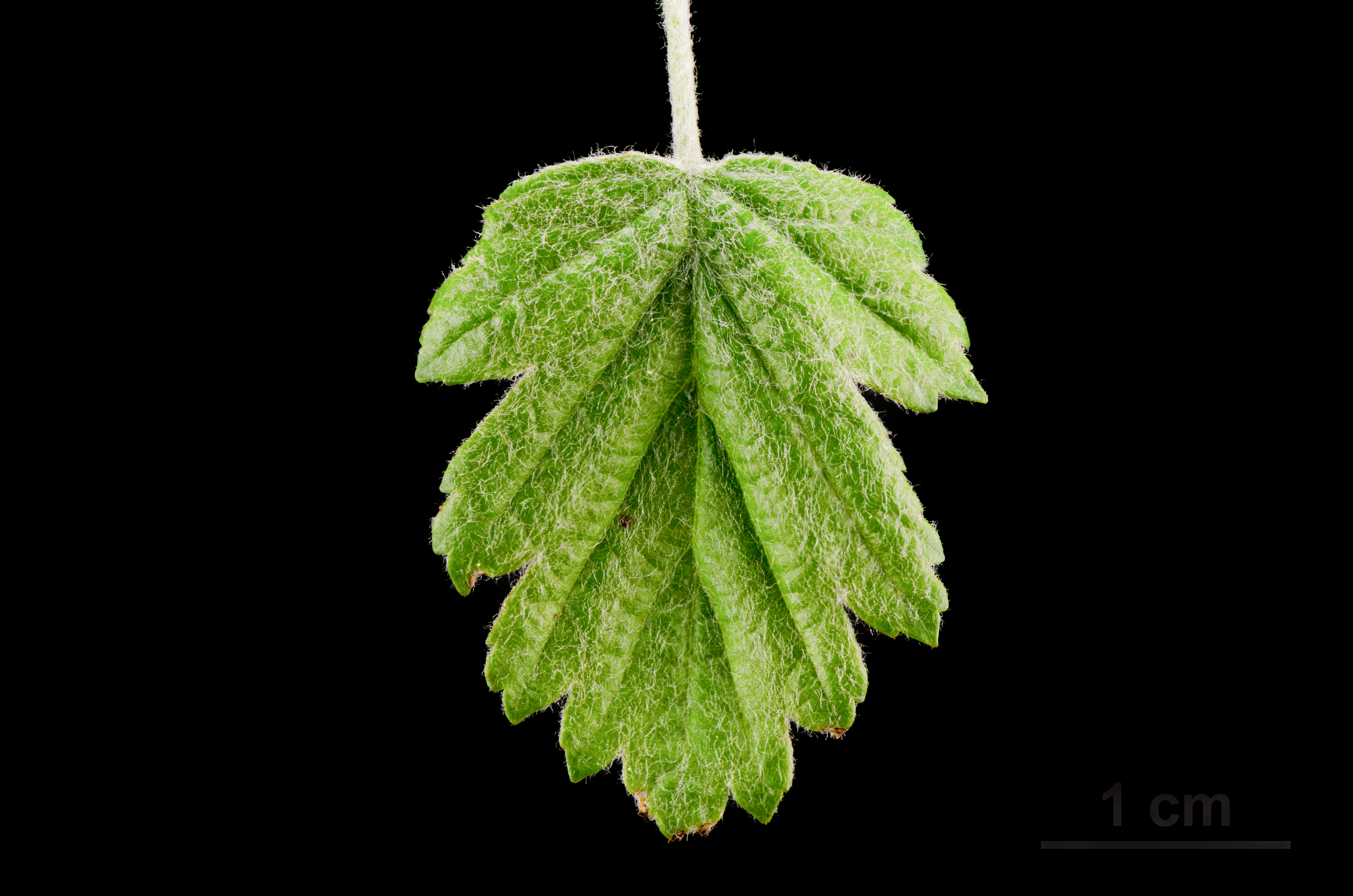 Crabapple leaf (Malus)