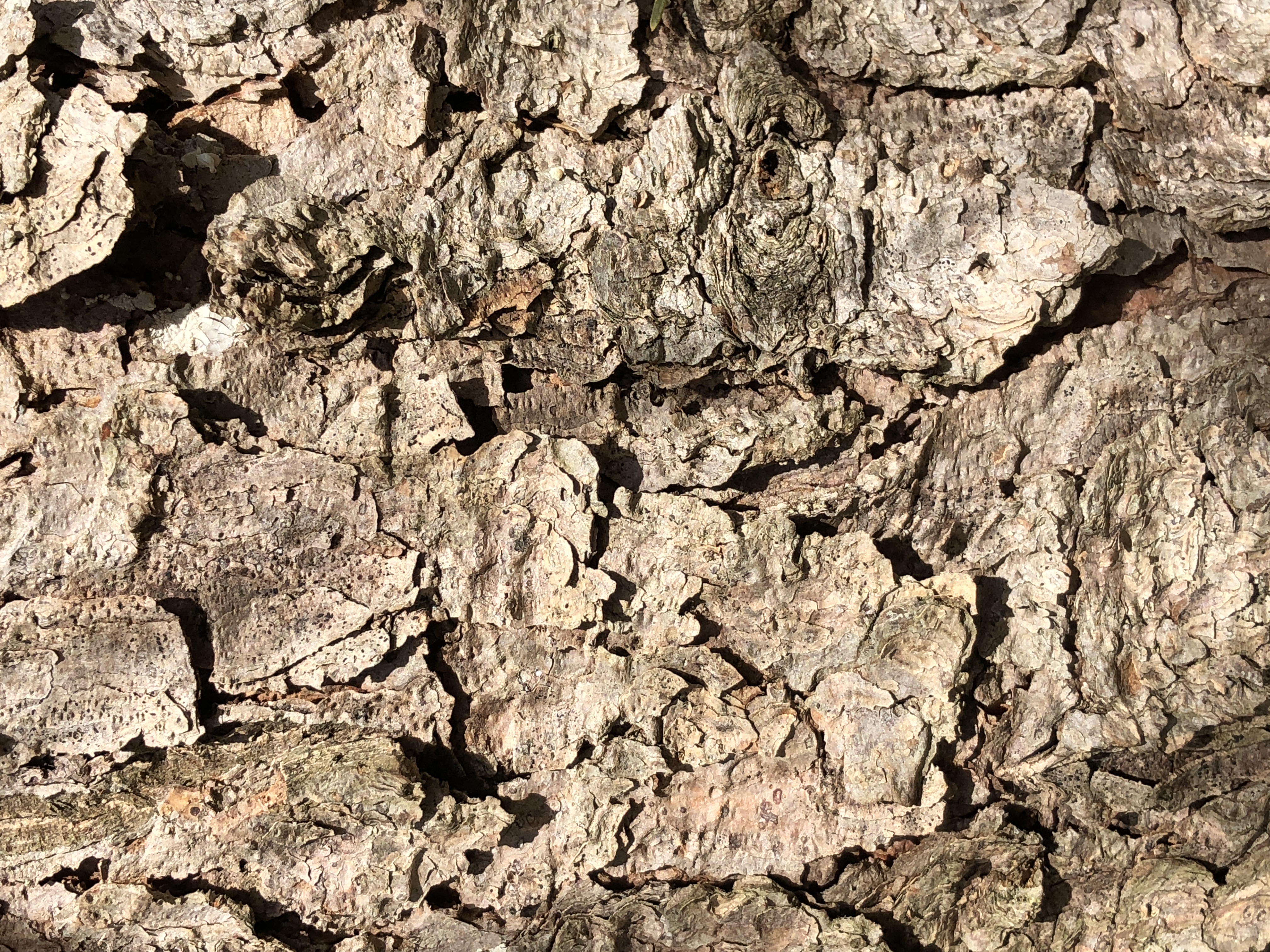 Colorado Blue Spruce bark (Picea pungens)