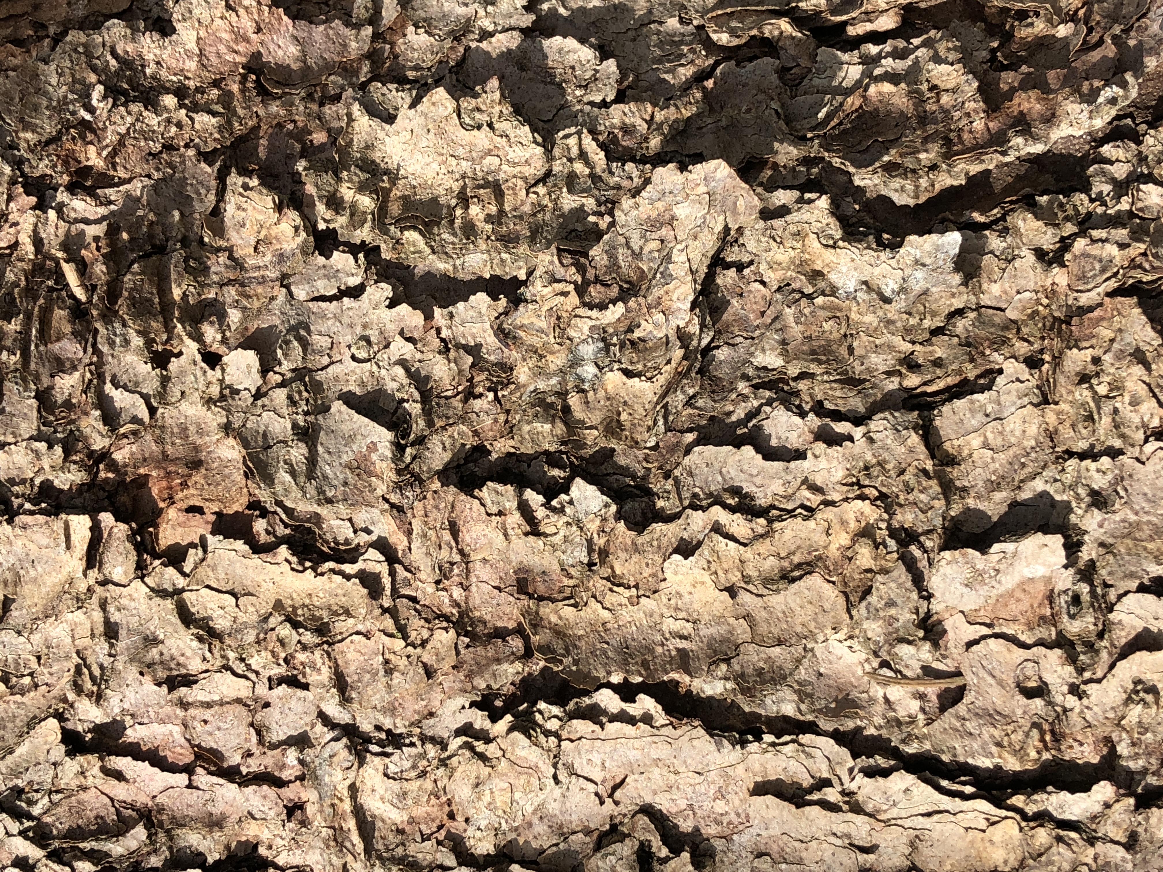 Colorado Blue Spruce bark (Picea pungens)