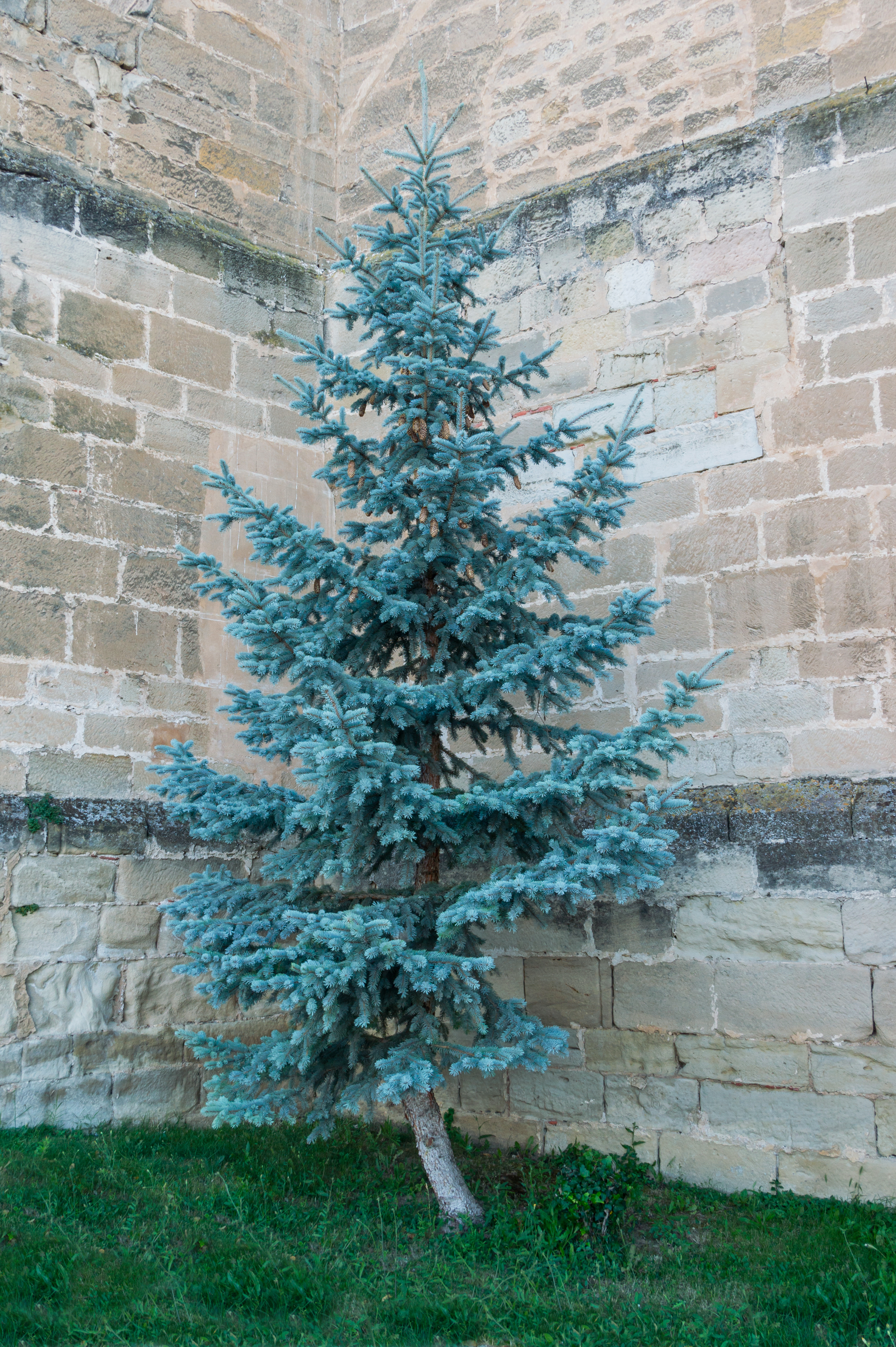 Colorado Blue Spruce (Picea pungens)