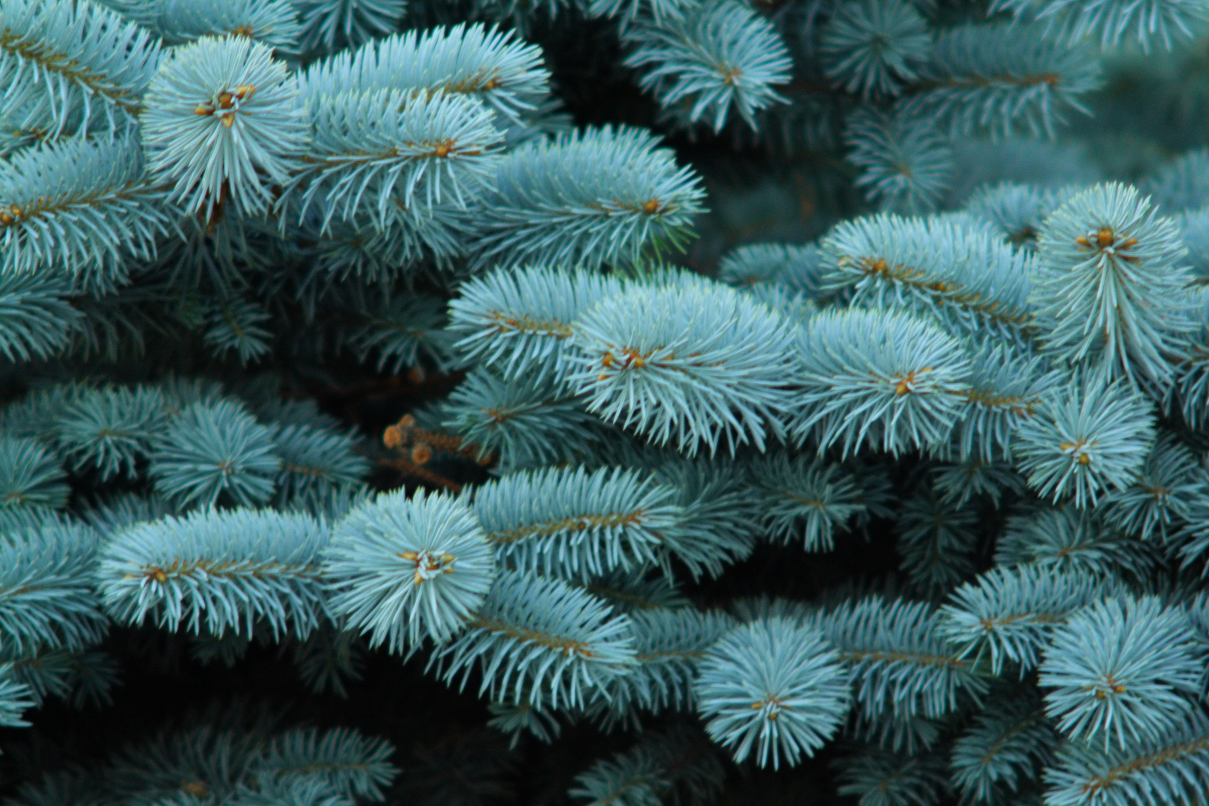 Colorado Blue Spruce needles (Picea pungens)