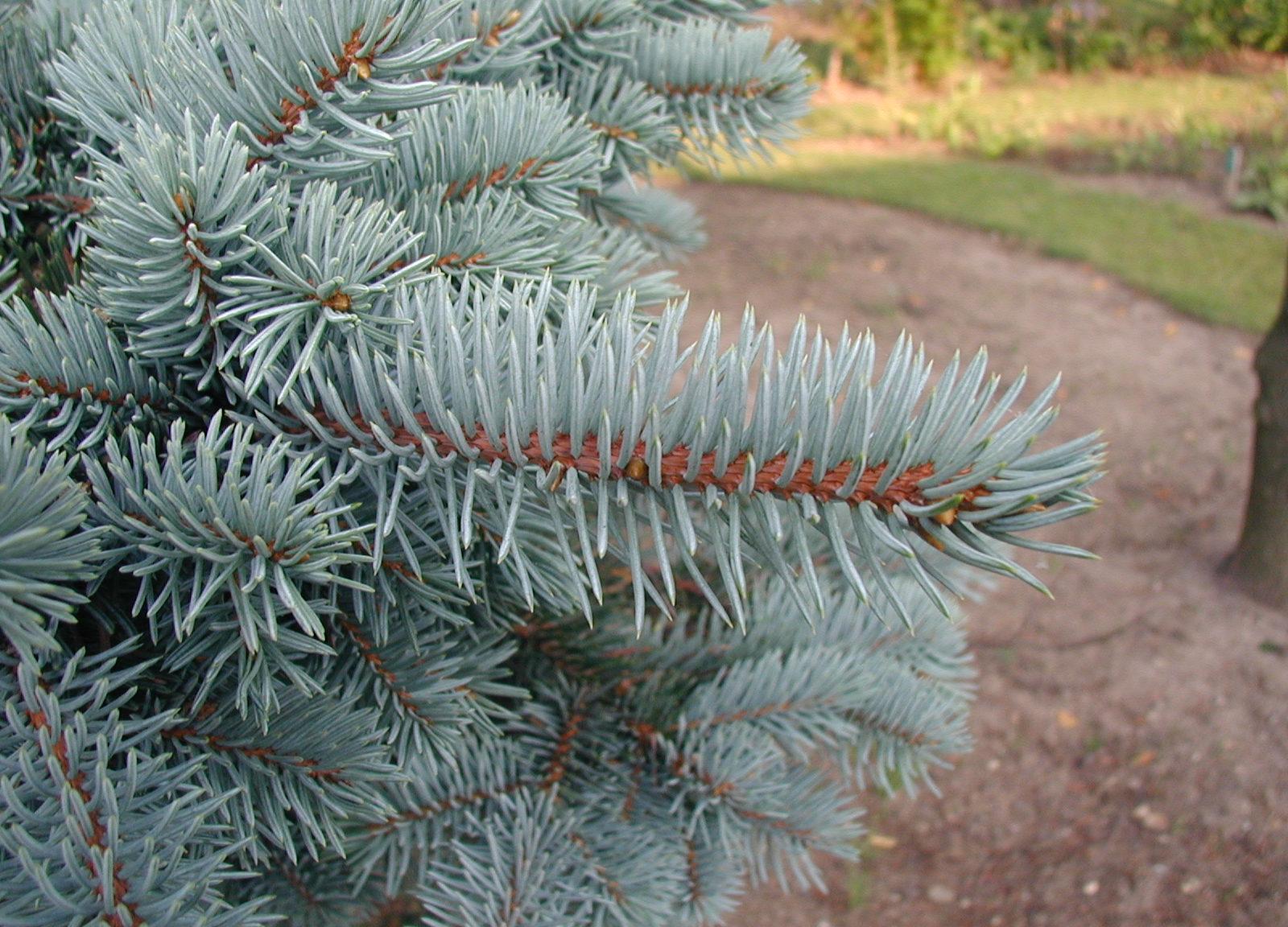 Colorado Blue Spruce needles (Picea pungens)
