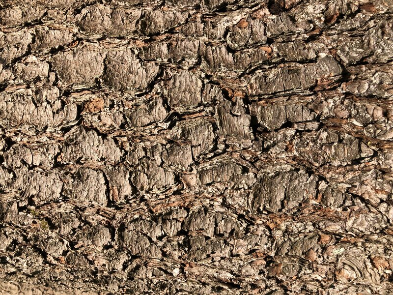 English:  Eastern White Pine bark within the forest in Ann M. Banchoff Park in the Mountainview section of Ewing Township, Mercer County, New Jersey