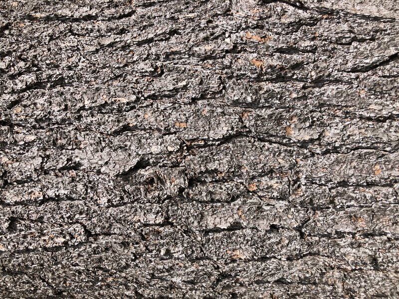 English:  Bark of a large Eastern White Pine along Rensselaer County Route 42 (Taborton Road) in Berlin, Rensselaer County, New York