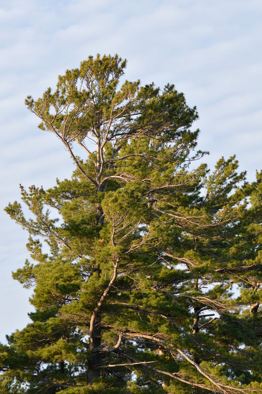 White Pine (Pinus strobus)