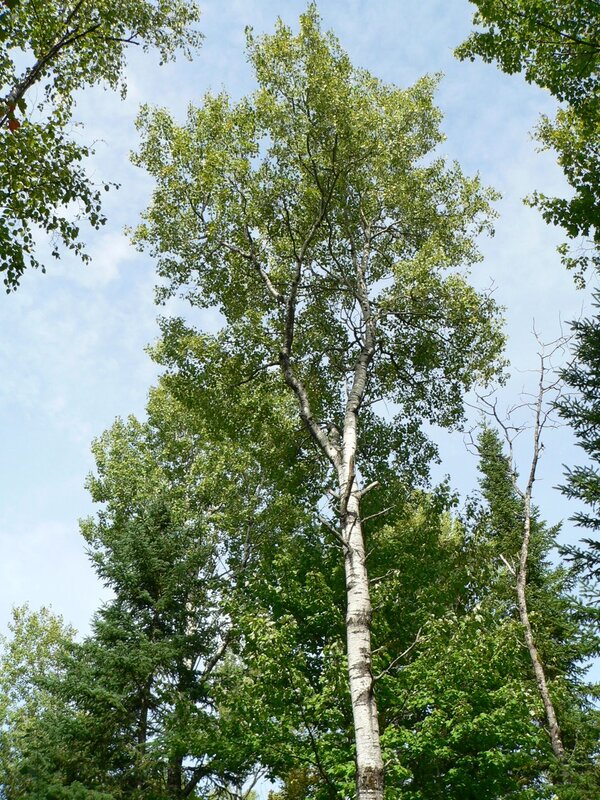 Trembling Aspen (Populus tremuloides)