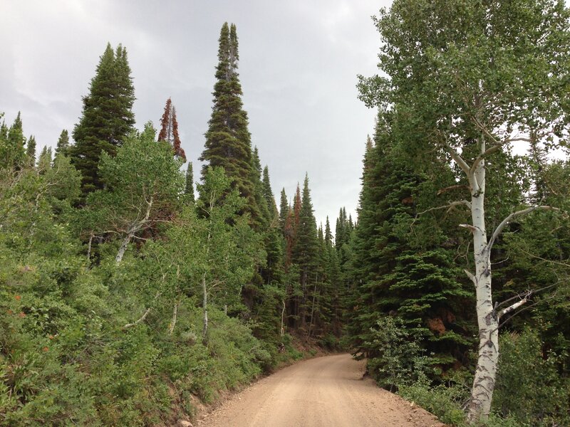 Trembling Aspen (Populus tremuloides)
