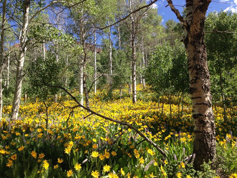 English:  Wildflowers under Aspens along Elko County Route 748 (Charleston-Jarbidge Road) in Copper Basin, Nevada