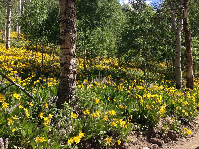 English:  Wild flowers under Aspens along Elko County Route 748 (Charleston-Jarbidge Road) in Copper Basin, Nevada