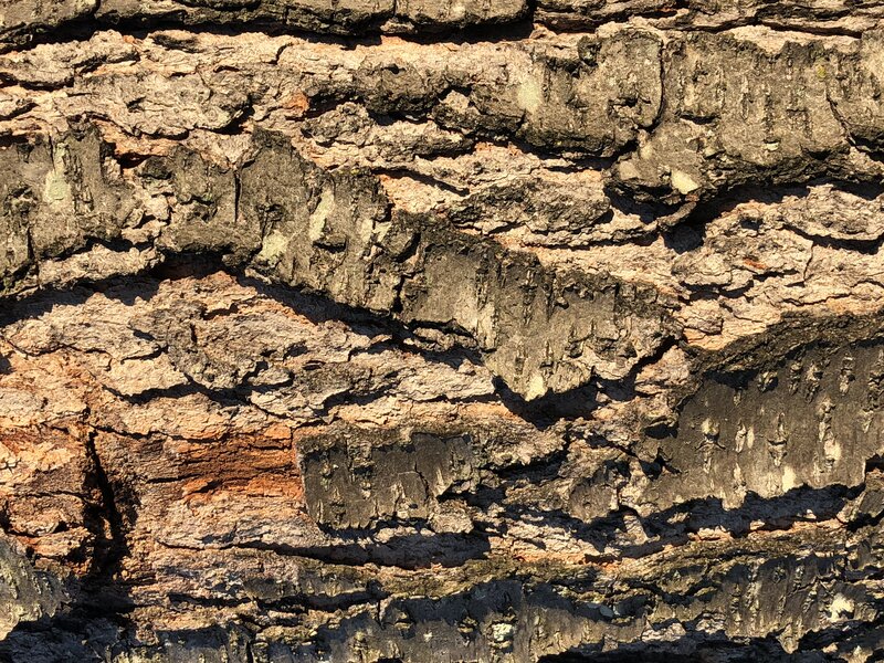 English:  Black Cherry bark along Apple Barrel Court in the Franklin Farm section of Oak Hill, Fairfax County, Virginia