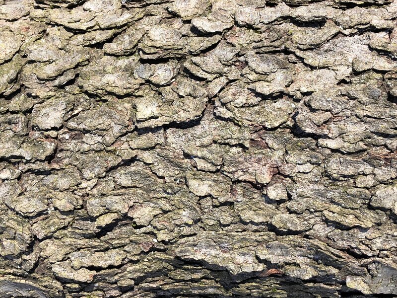 English:  Black Cherry bark within the woodlands along the West Branch Shabakunk Creek in Ewing Township, Mercer County, New Jersey