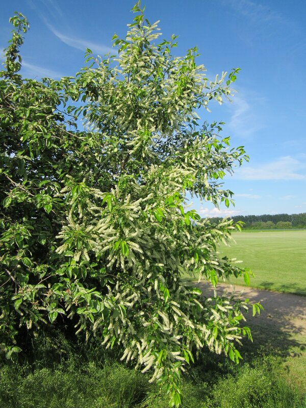 Black Cherry (Prunus serotina)