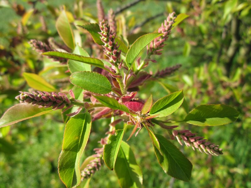 Deutsch:  Spätblühende Traubenkirsche (Prunus serotina) im Hockenheimer Rheinbogen