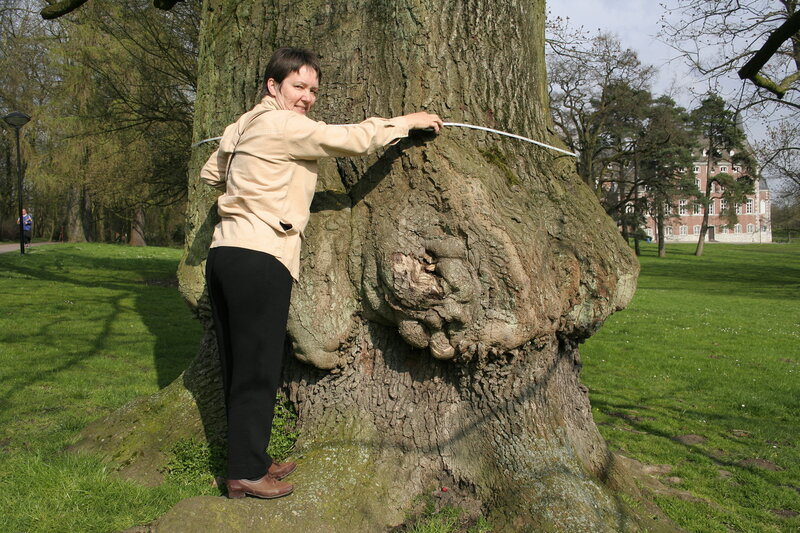 Français&nbsp;:  Chêne rouge d’Amérique (Quercus rubra)
Circonférence mesurée à  150 du sol: 570 cm (2007)
Hauteur&nbsp;: 21m (1999)
Position exacte&nbsp;:
Monceau-s