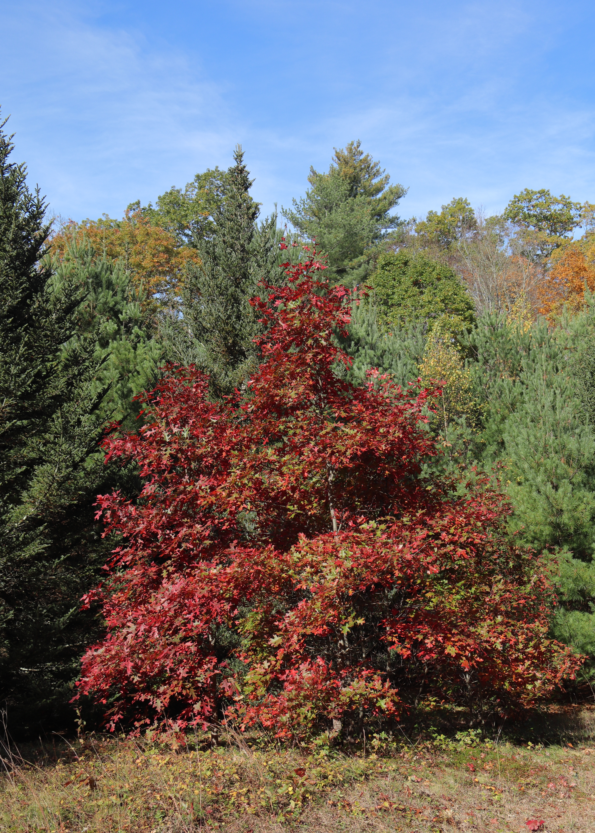 Red Oak (Quercus rubra)