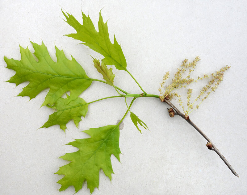 English:  Quercus rubra; a twig with catkins and young acorns