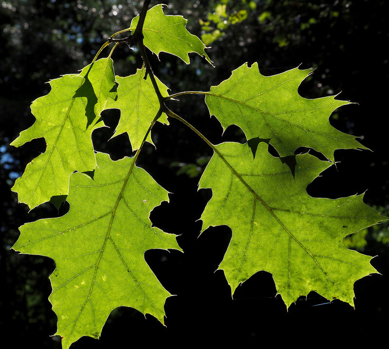 English:  Quercus rubra; leaves in September