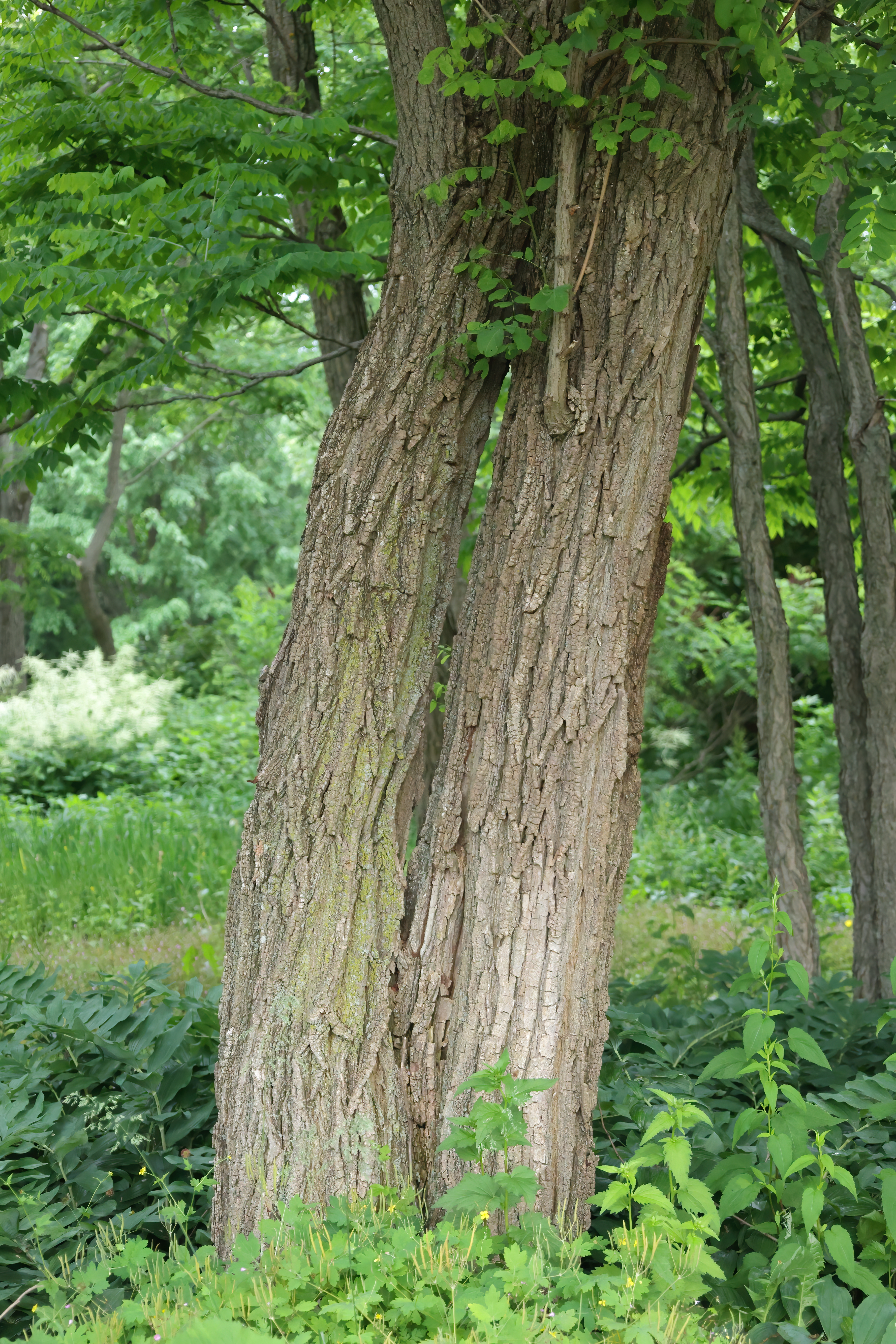 Black Locust bark (Robinia pseudoacacia)