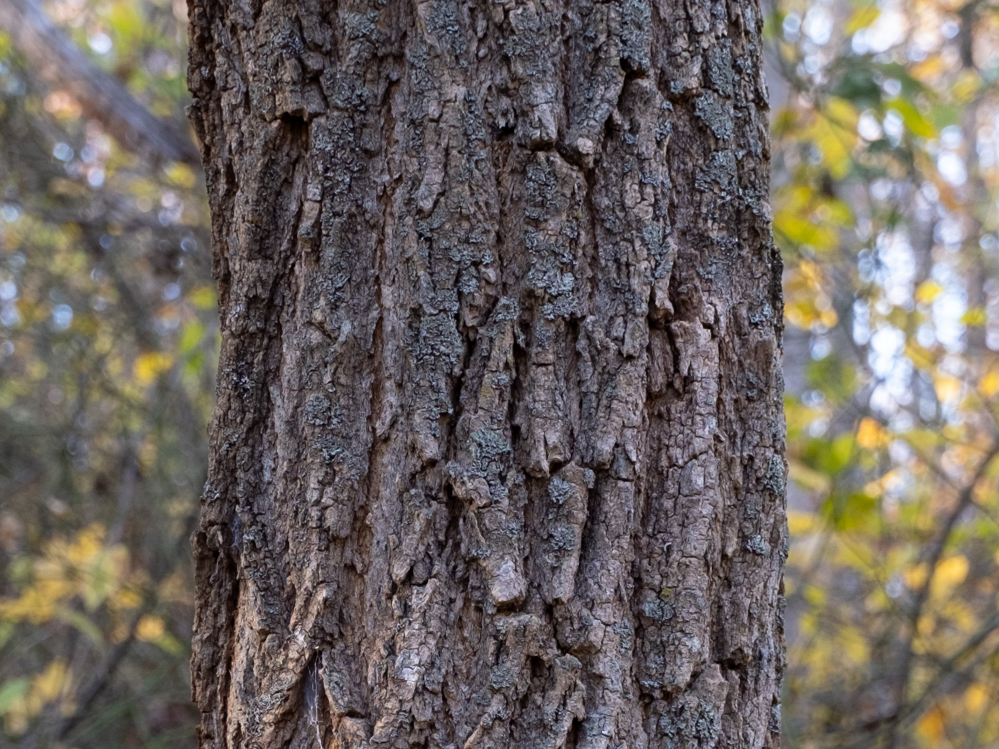Black Locust bark (Robinia pseudoacacia)