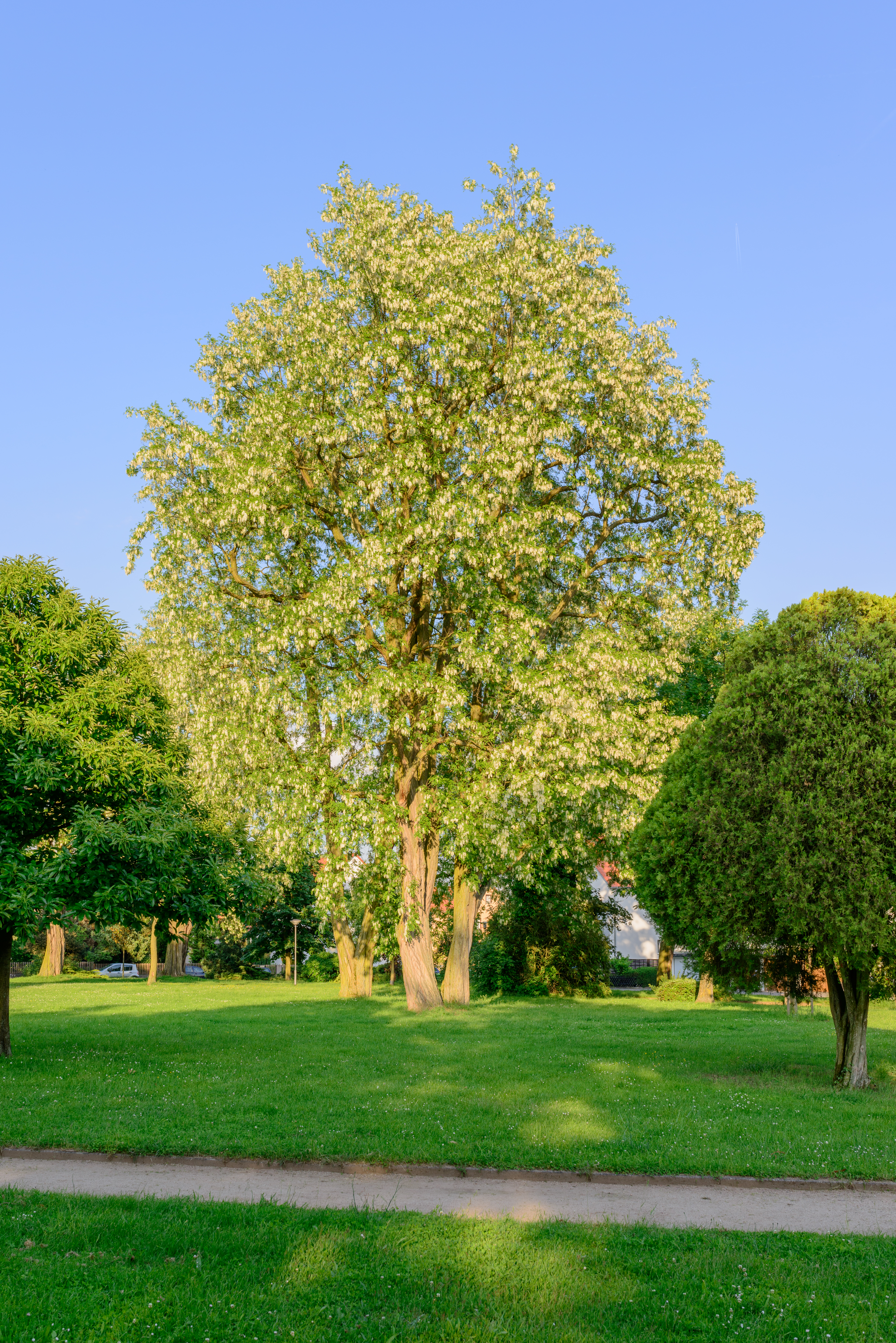 Black Locust (Robinia pseudoacacia)