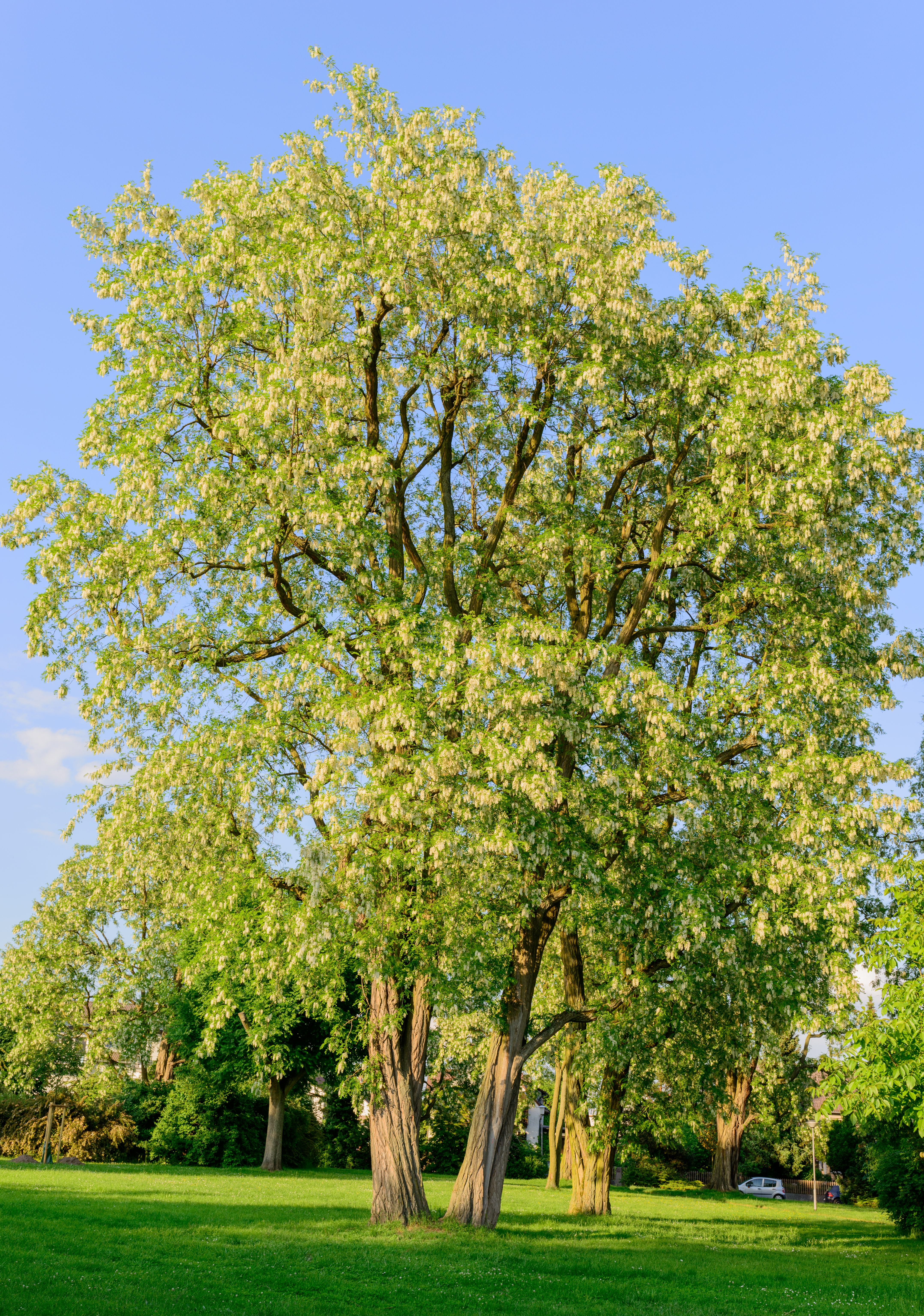 Black Locust (Robinia pseudoacacia)