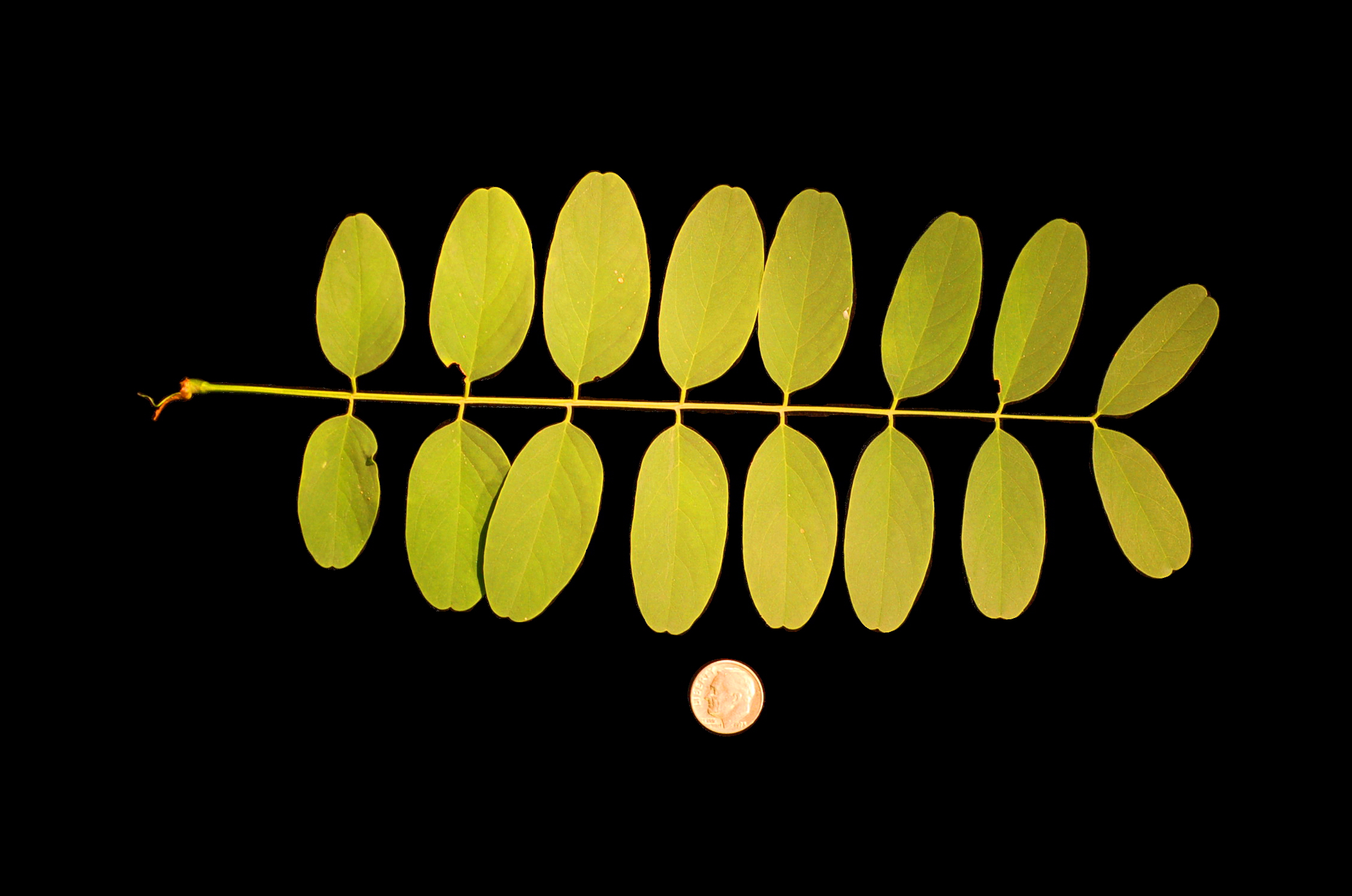 Black Locust leaf (Robinia pseudoacacia)