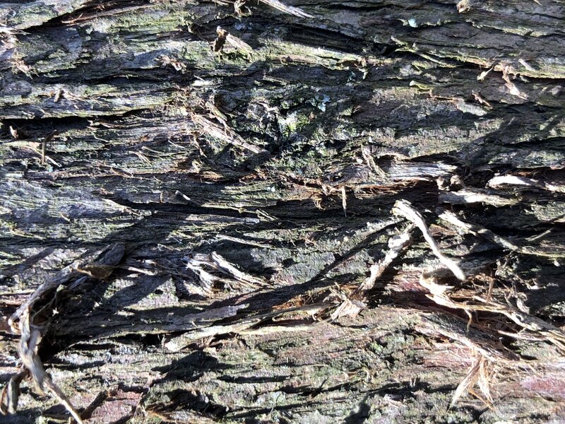 English:  American Arborvitae bark along Terrace Boulevard in the Parkway Village section of Ewing Township, Mercer County, New Jersey