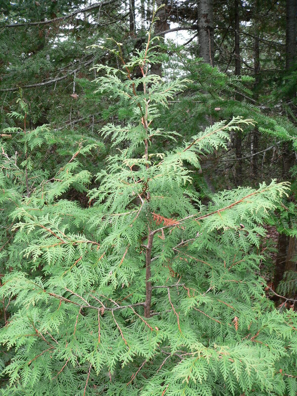 English:  Understory Northern Whitecedar Thuja occidentalis in Quebec, Canada