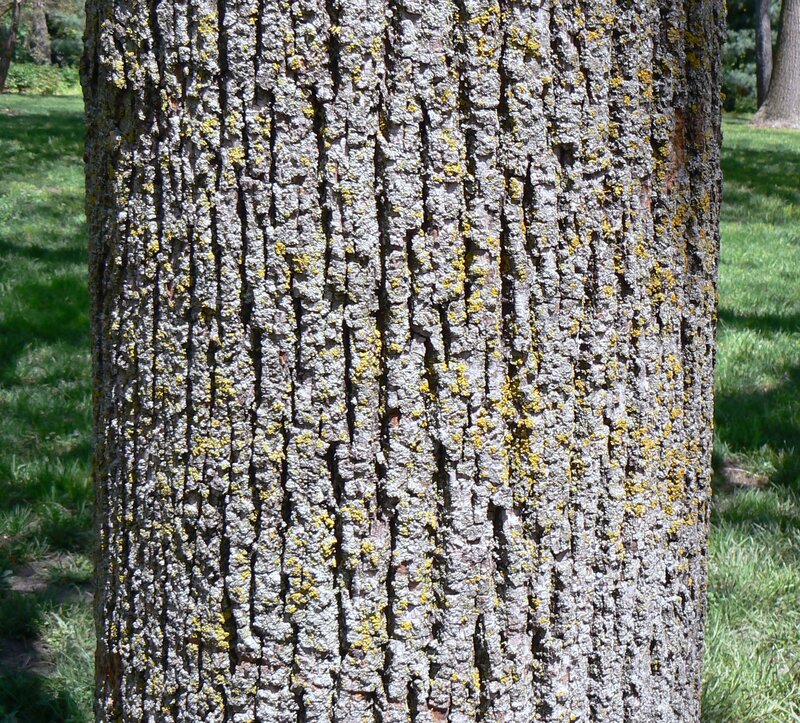 English:  American Linden bark detail