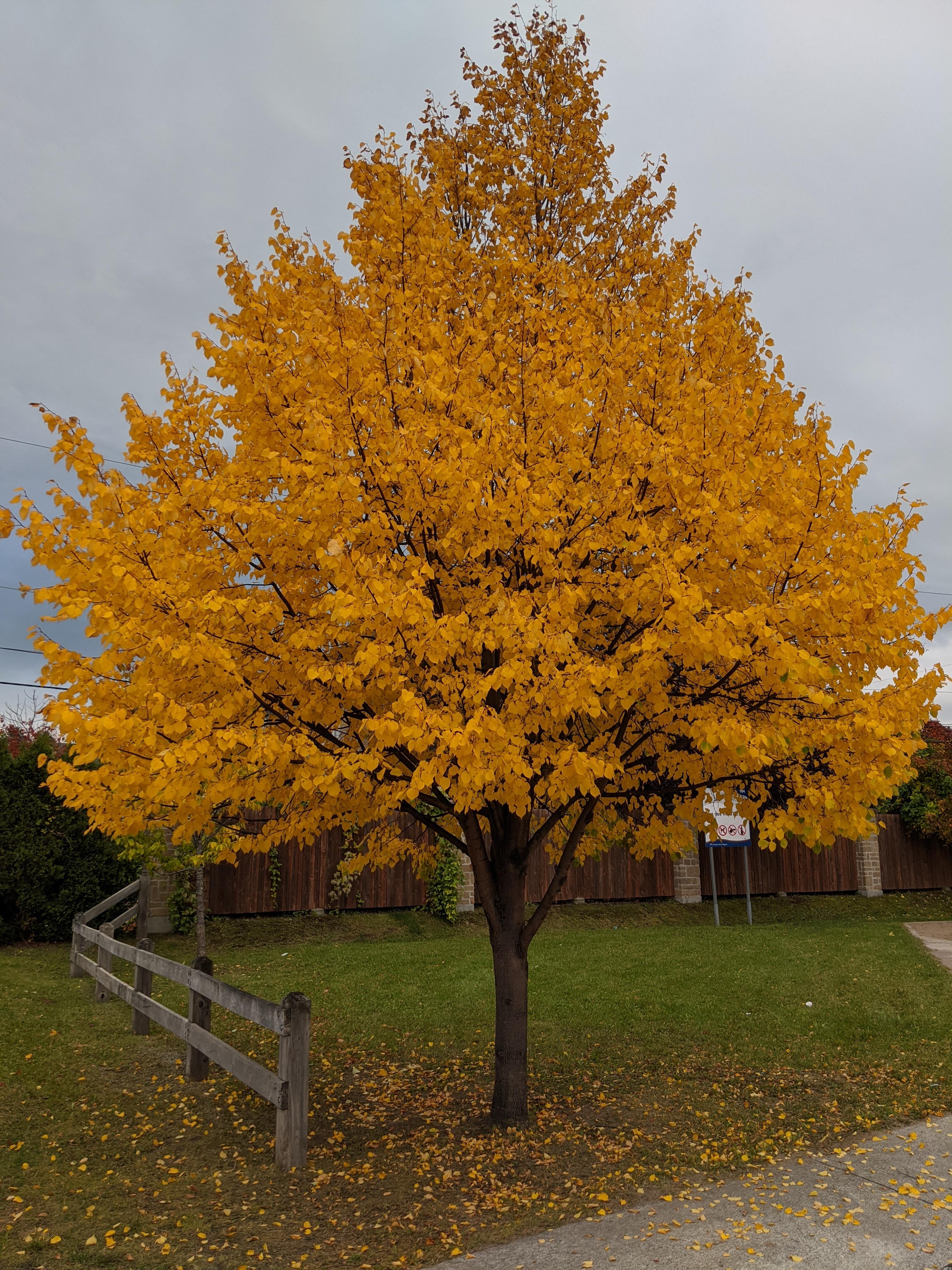 American Basswood (Tilia americana)