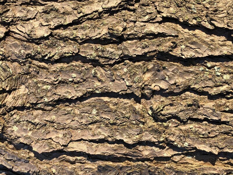 English:  Eastern Hemlock bark along Terrace Boulevard in the Parkway Village section of Ewing Township, Mercer County, New Jersey
