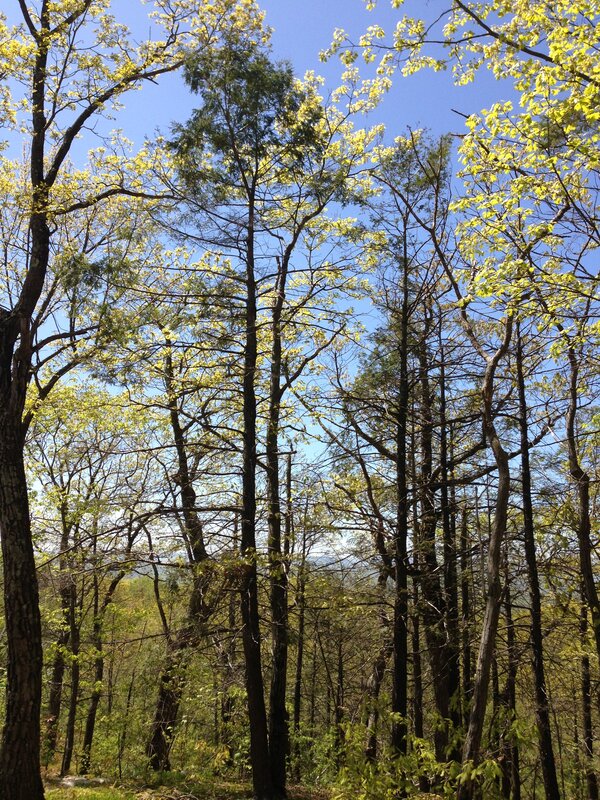 Eastern Hemlock (Tsuga canadensis)