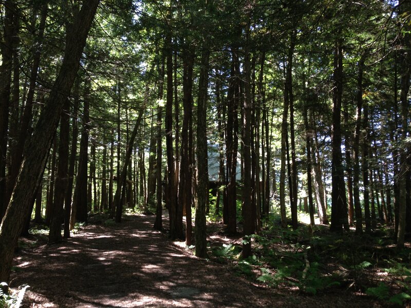 Eastern Hemlock (Tsuga canadensis)