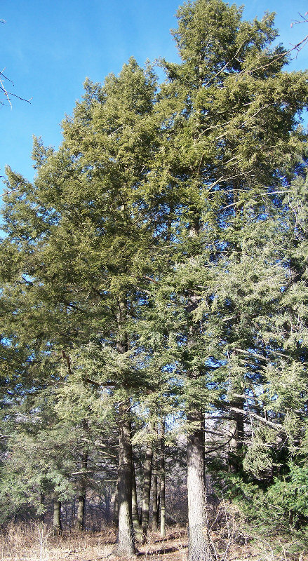 Eastern Hemlock Tsuga canadensis specimens at Morton Arboretum