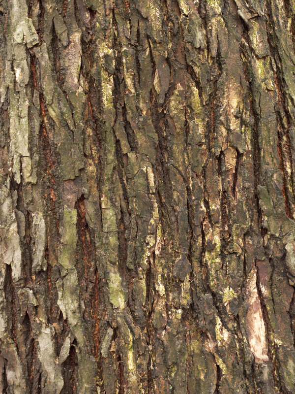 English:  Bark of the American elm (Ulmus americana). The tree is in Central Park, New York City, and has an identification plaque.