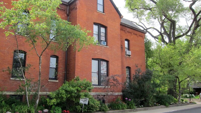 American Elm (Ulmus americana)