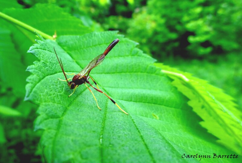 English:  Ophion sp. (Ichneumonidae) on Ulmus americana (Ulmaceae)
Français&nbsp;:  Ophion sp. (Ichneumonidae) sur Orme d'Amérique - Ulmus americana (Ulmac